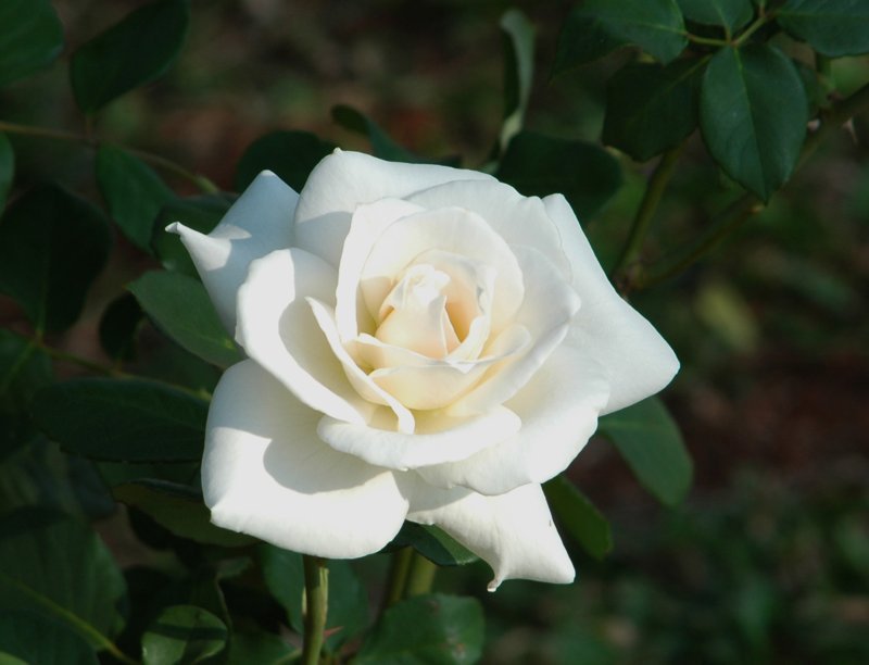 Rosa blanca - Izuazu - Argentina